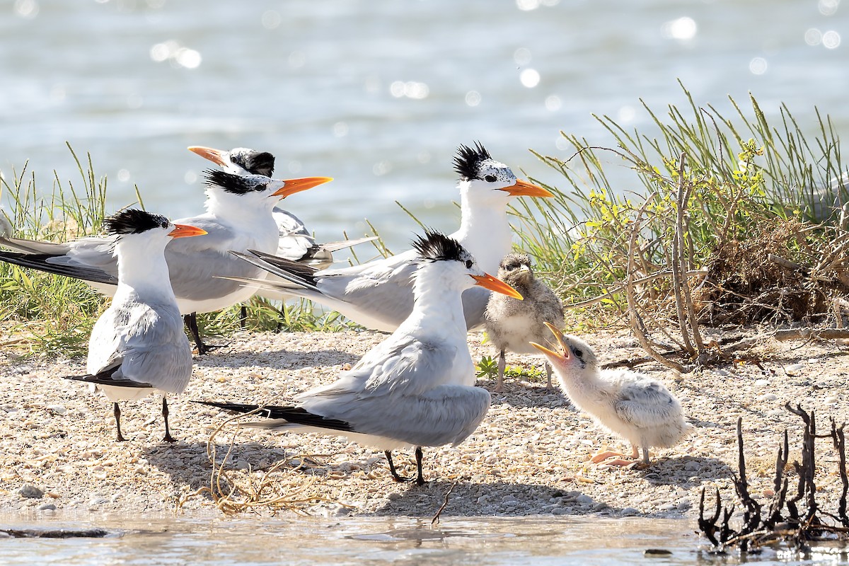Royal Tern - ML659578537