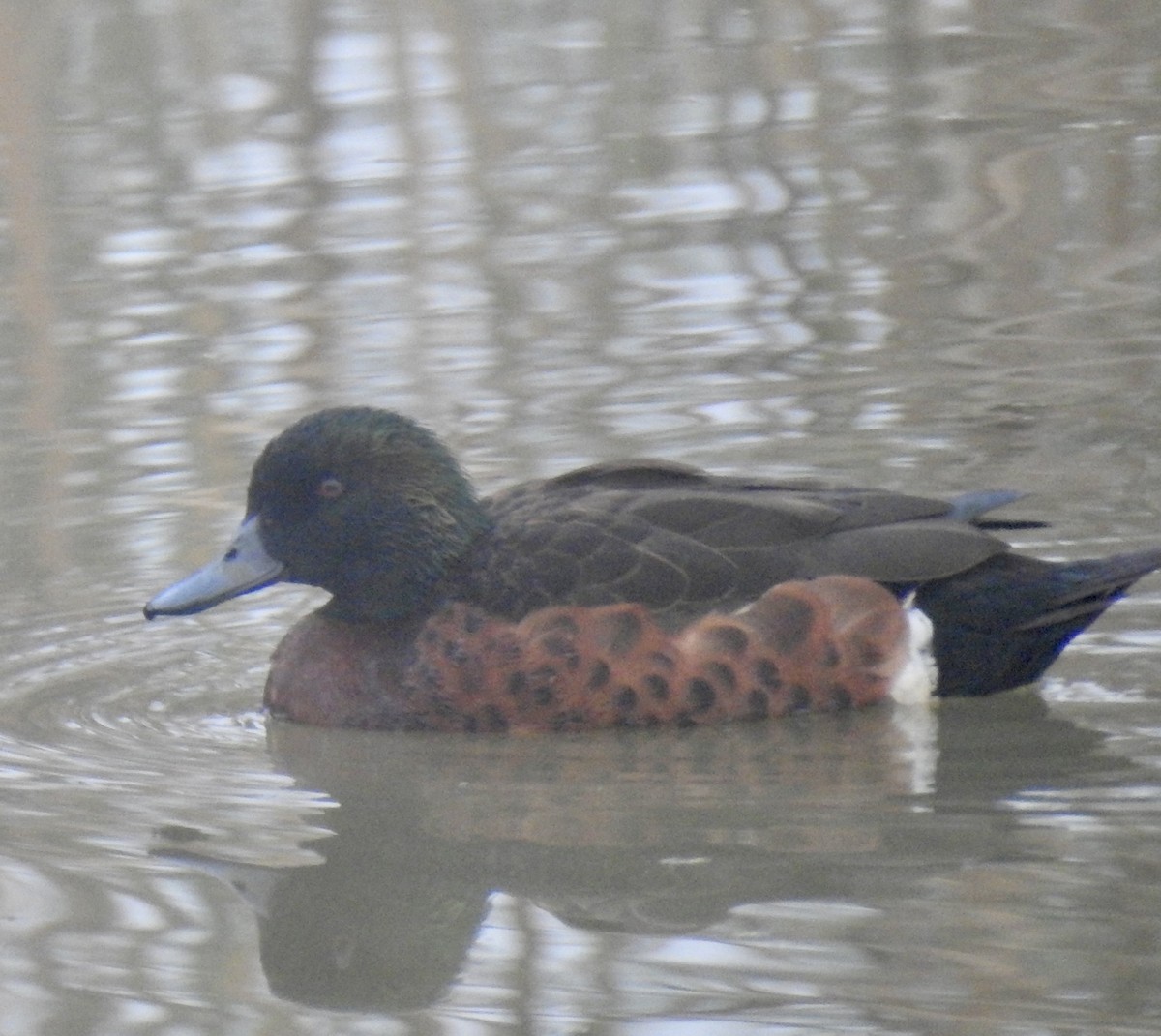 Chestnut Teal - ML659578538