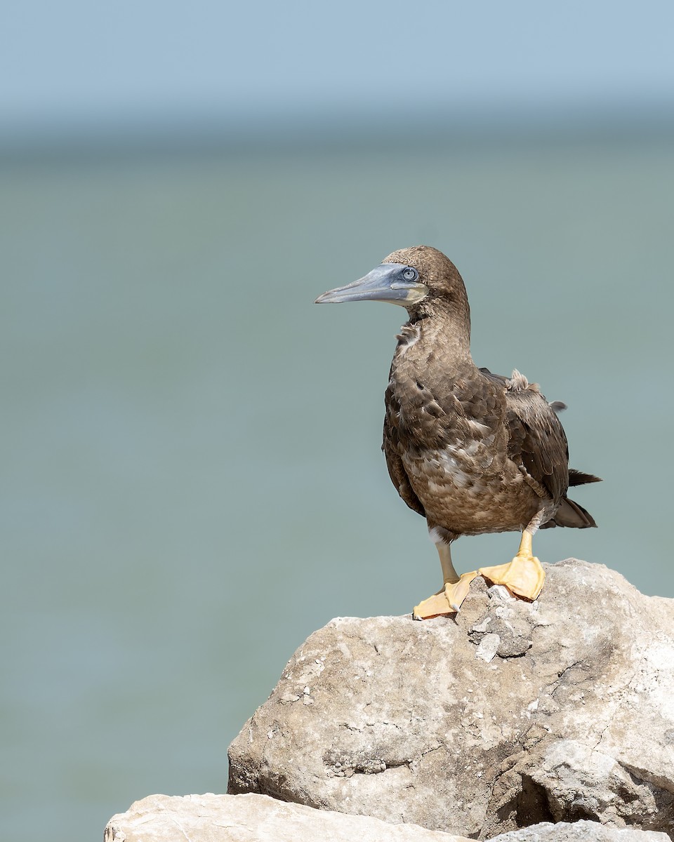 Brown Booby - ML659578541