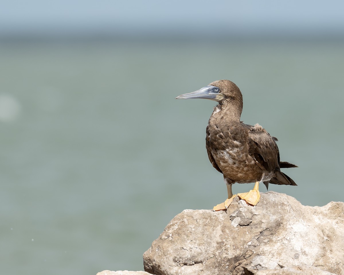 Brown Booby - ML659578542
