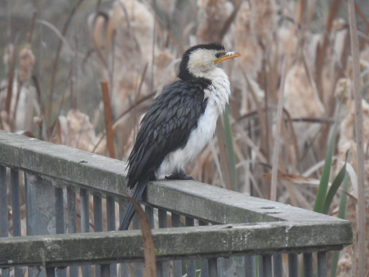 Little Pied Cormorant - ML659578543