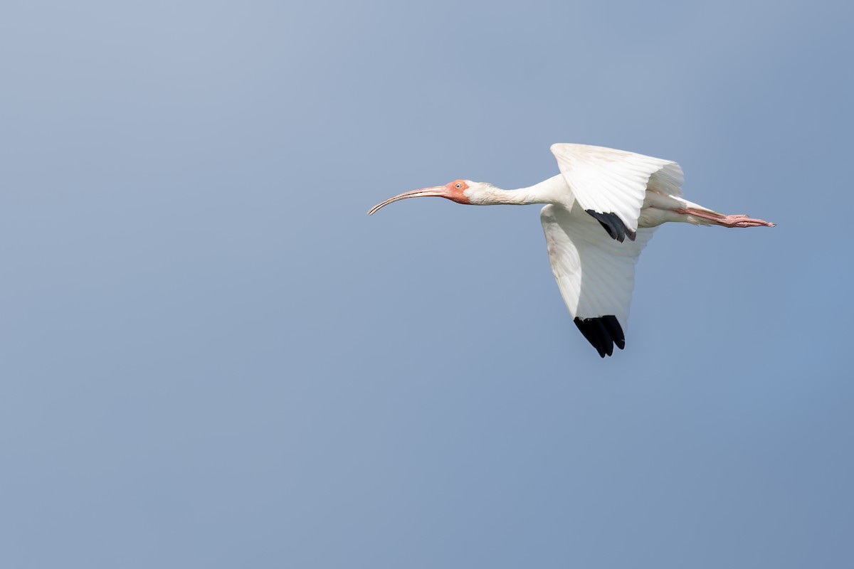 White Ibis - ML659578545