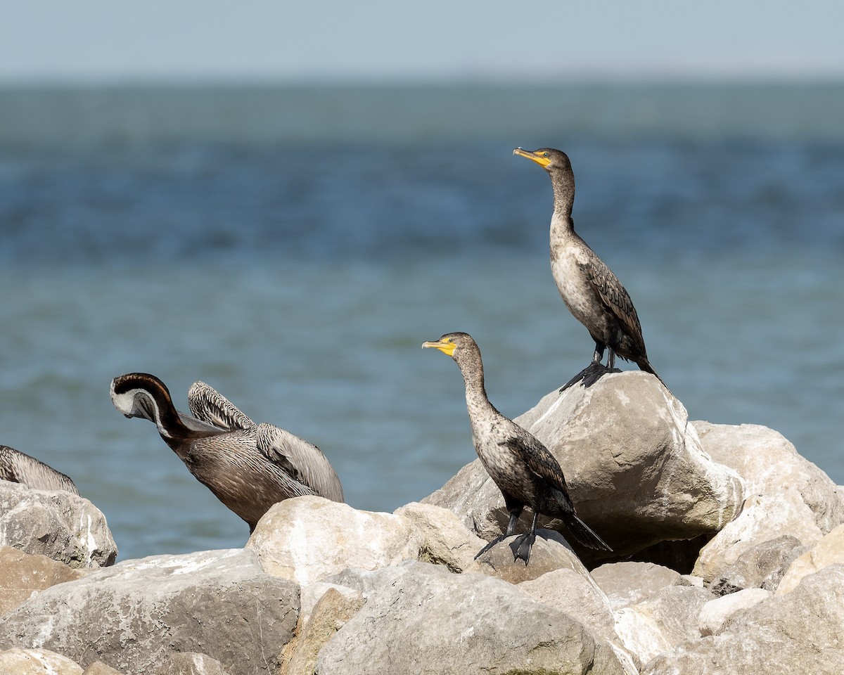 Double-crested Cormorant - ML659578550