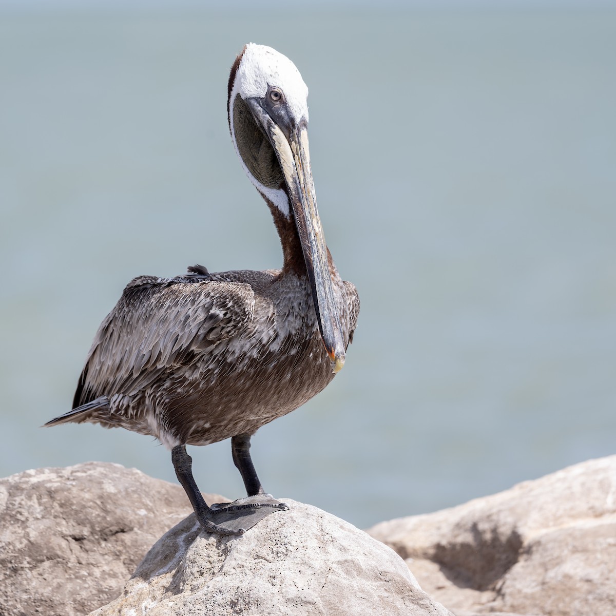 Brown Pelican - ML659578556