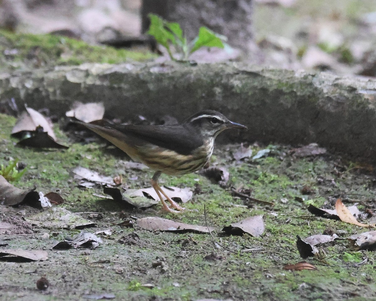 Louisiana Waterthrush - ML659578611