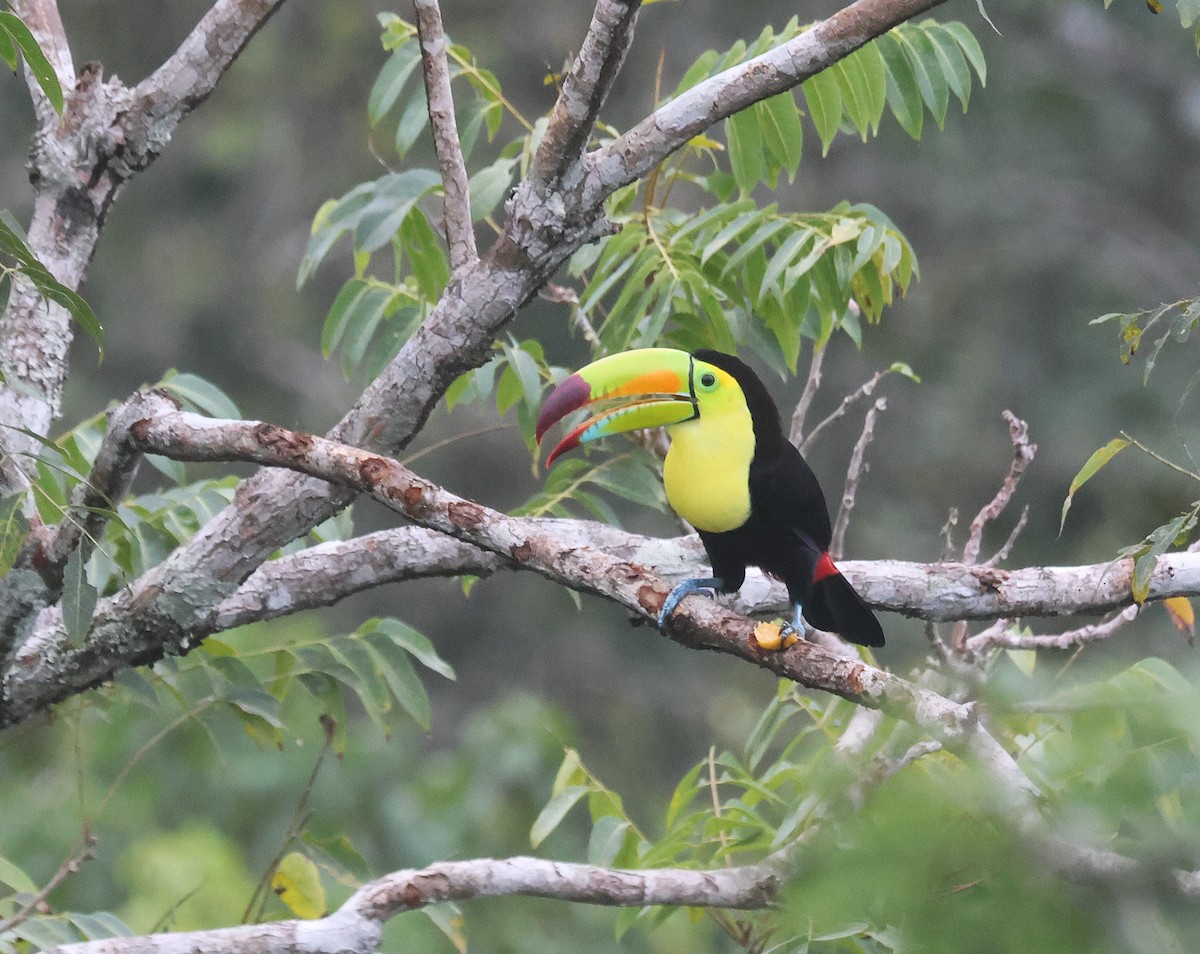 Keel-billed Toucan - ML659578634