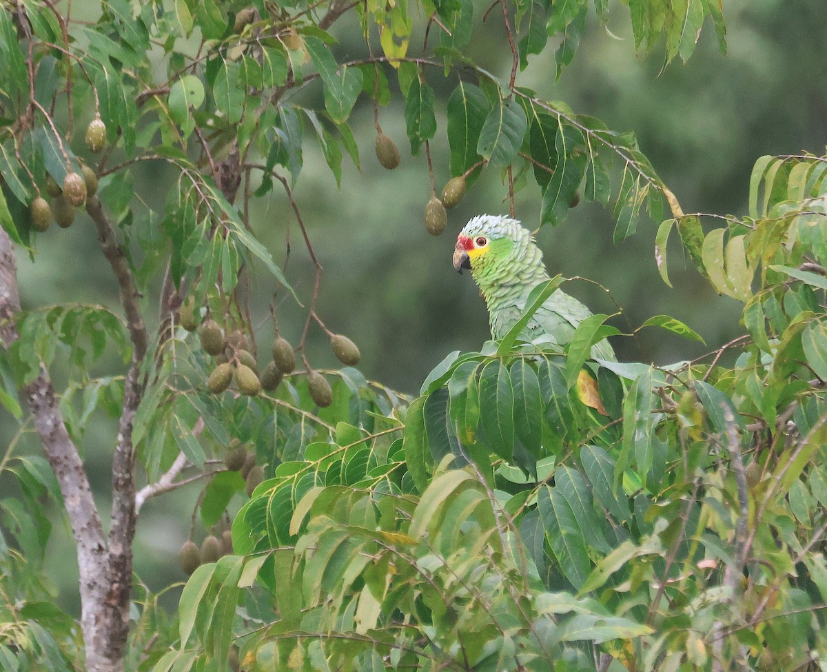 Red-lored Amazon - ML659578708