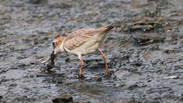 Wilson's Plover - ML659578714