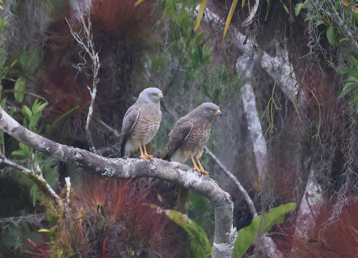 Roadside Hawk - ML659578767
