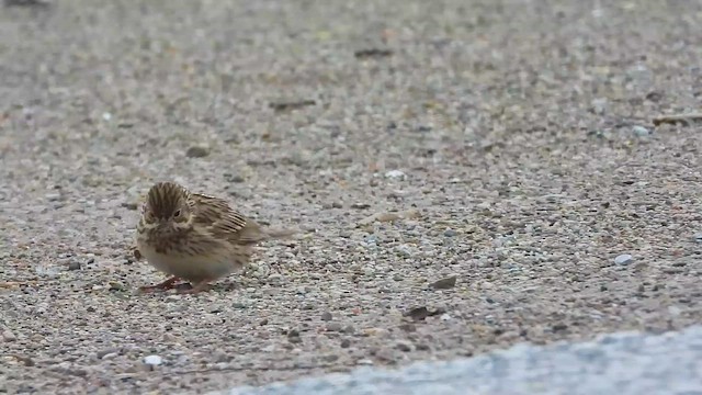 Vesper Sparrow - ML659578876