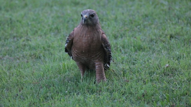 Red-shouldered Hawk - ML659579092