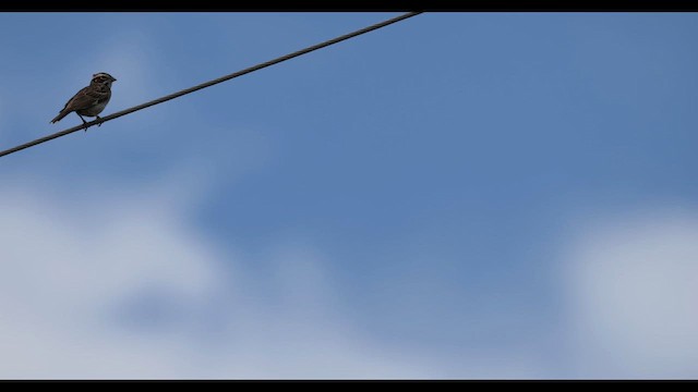 Lark Sparrow - ML659579102