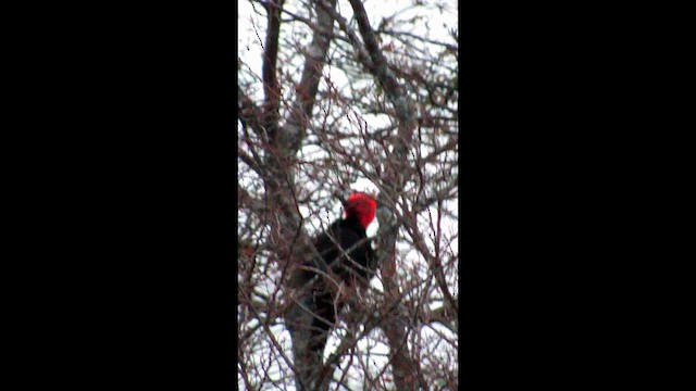 Magellanic Woodpecker - ML659579285