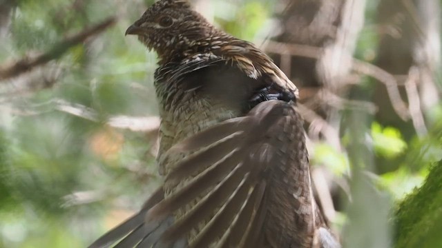 Ruffed Grouse - ML659579307