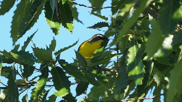 Yellow-breasted Chat - ML659579437