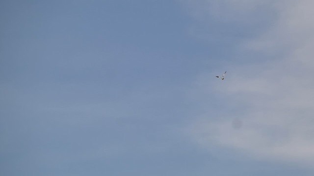 Black-winged Kite - ML659579440