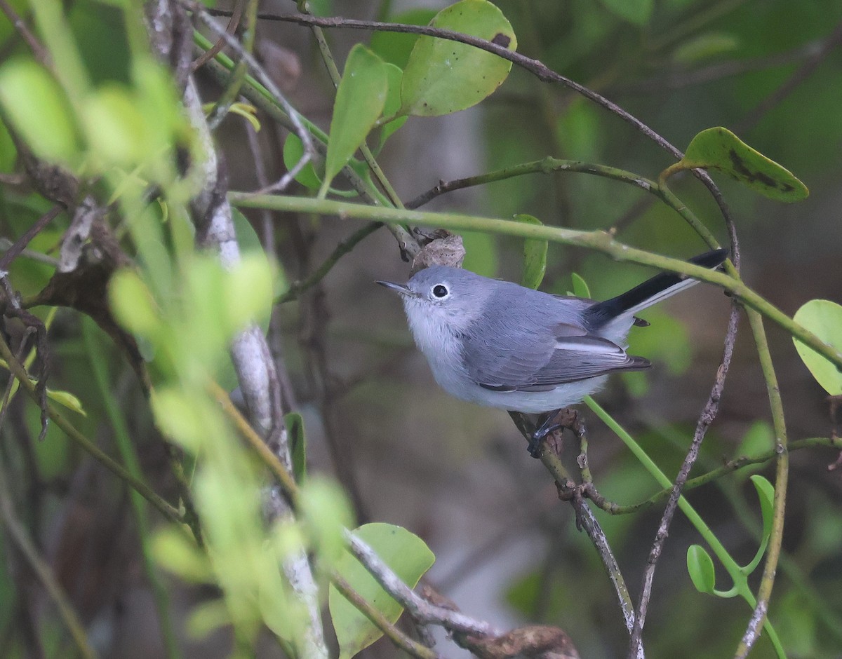 Blue-gray Gnatcatcher - ML659579455