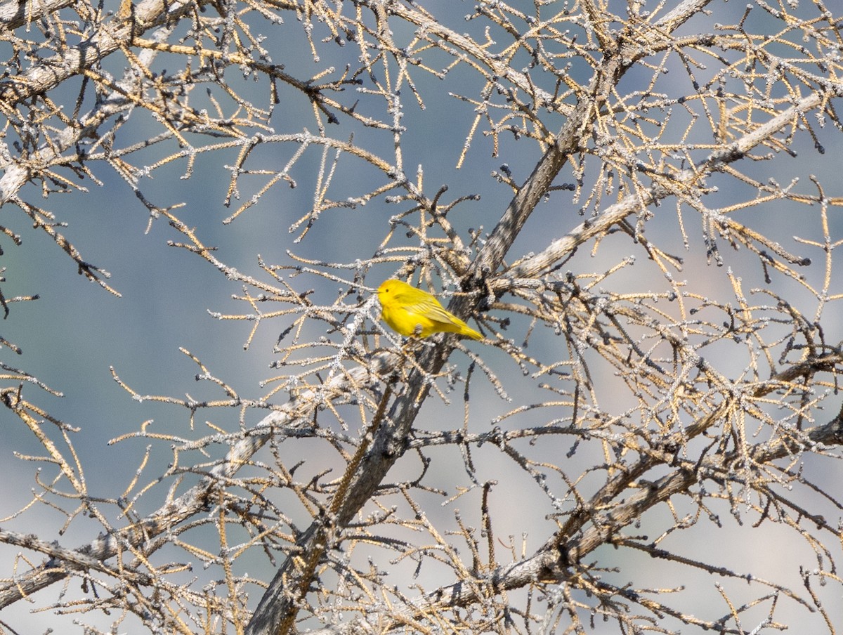 Goldwaldsänger - ML659579493