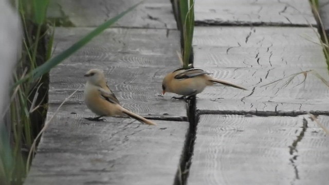 Bearded Reedling - ML659579635