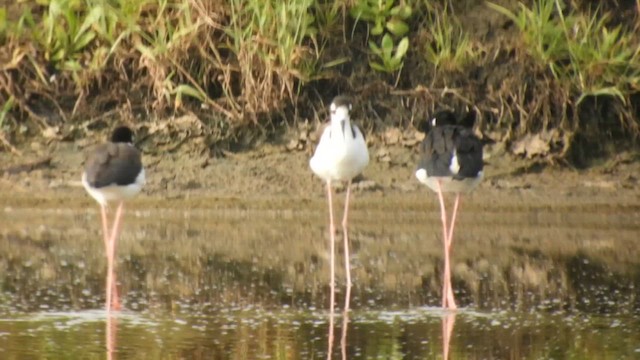 Black-necked Stilt - ML659579767