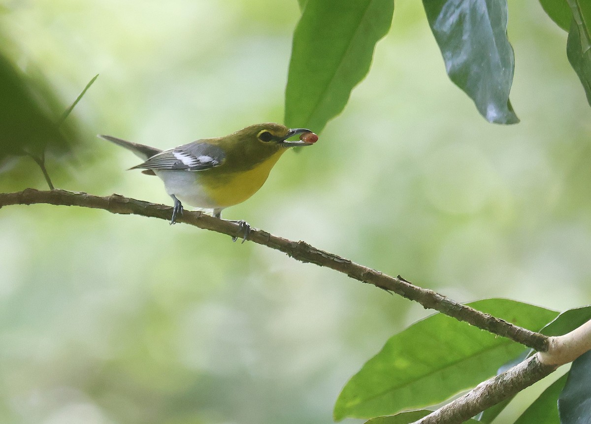 Yellow-throated Vireo - ML659579768