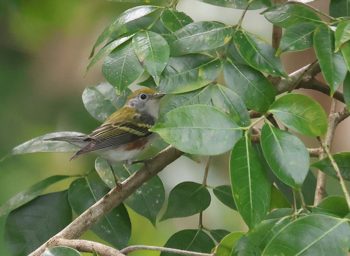 Chestnut-sided Warbler - ML659579814