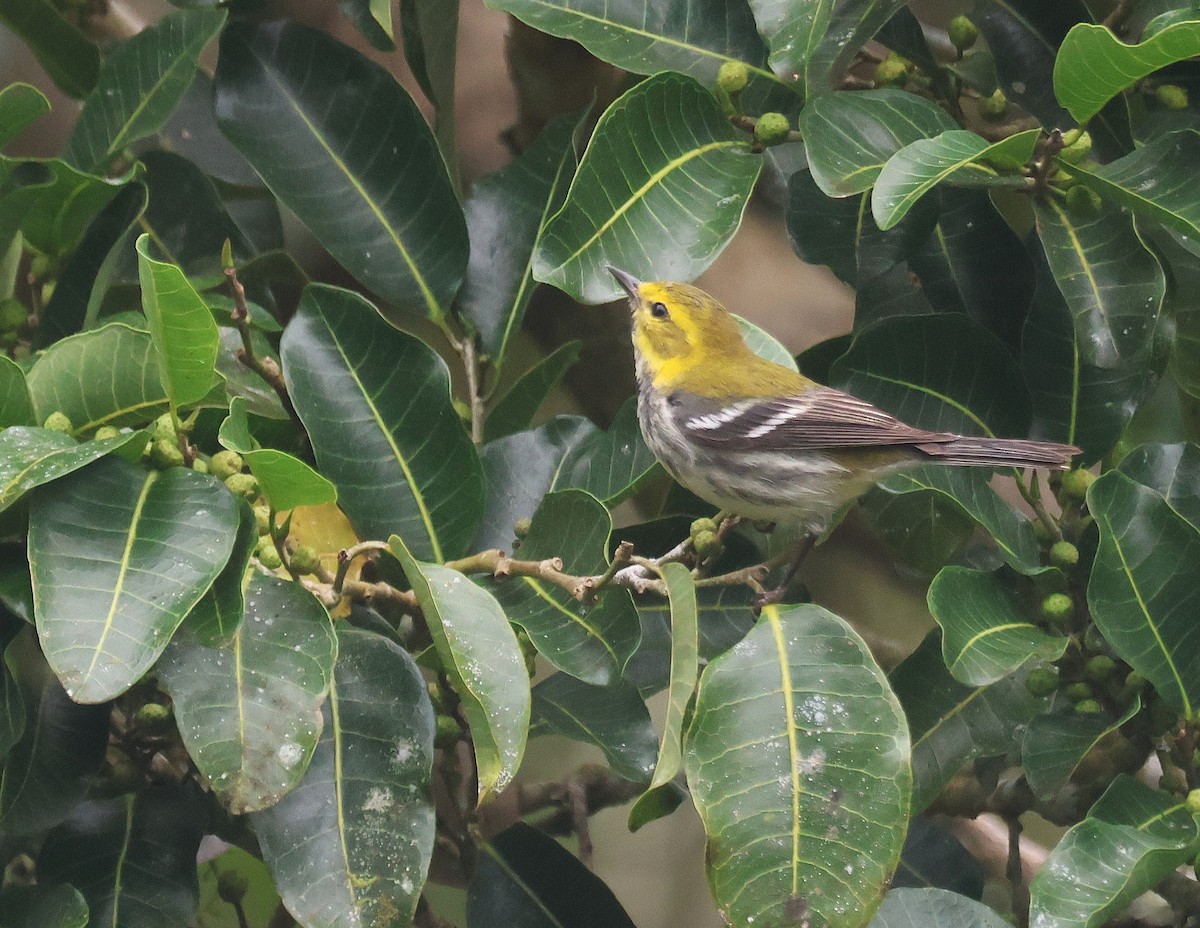 Black-throated Green Warbler - ML659579824