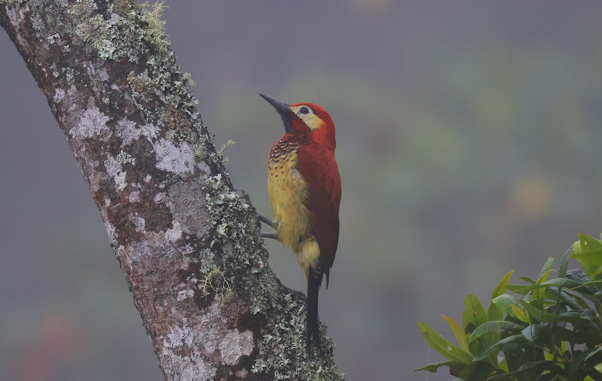 Crimson-mantled Woodpecker - ML659579830