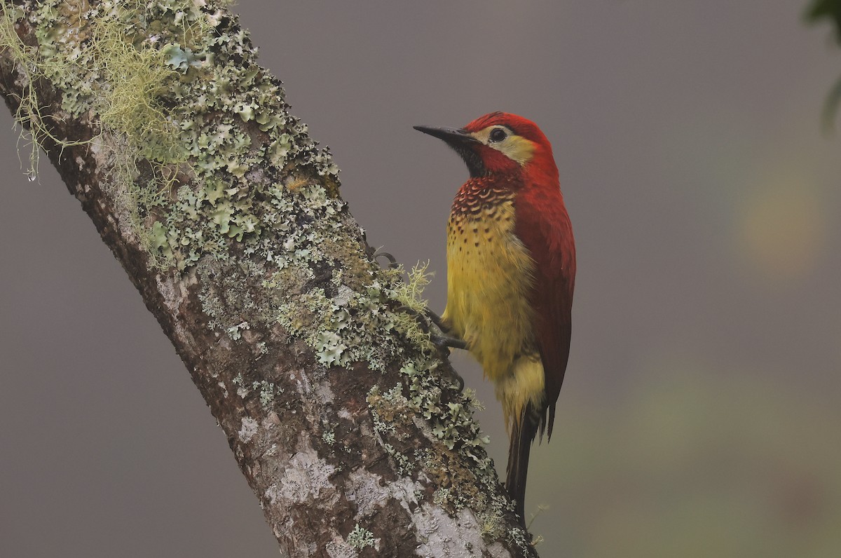 Crimson-mantled Woodpecker - ML659579835