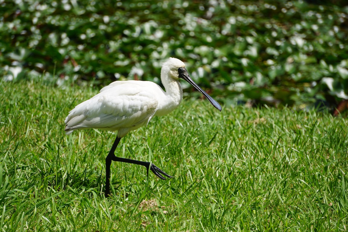 Royal Spoonbill - ML659580145