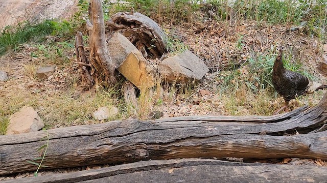 Wild Turkey - ML659580200