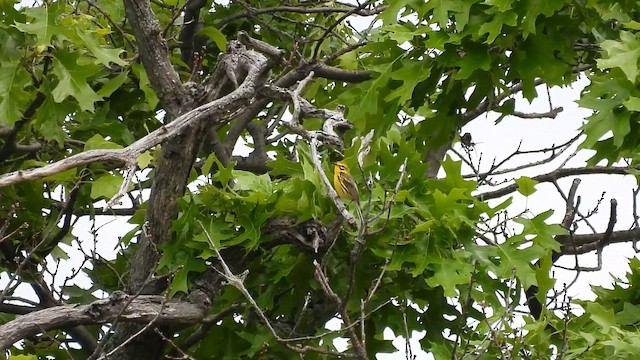Prairie Warbler - ML659580336