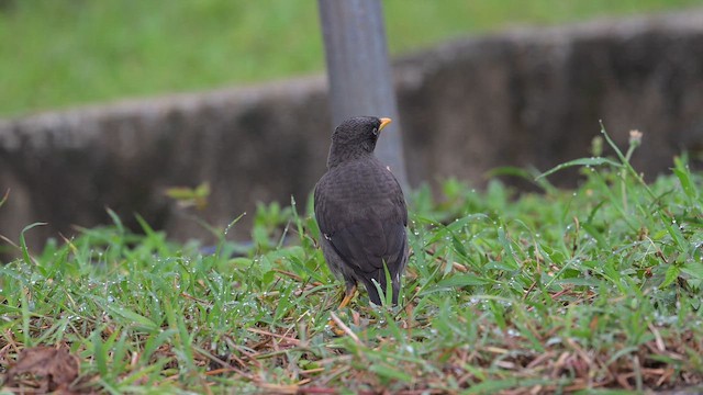 Javan Myna - ML659580684