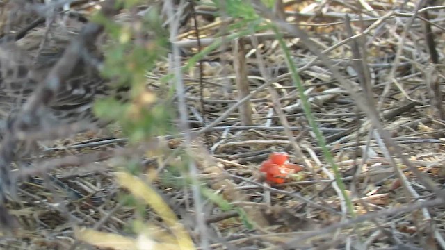 Sage Thrasher - ML659580922