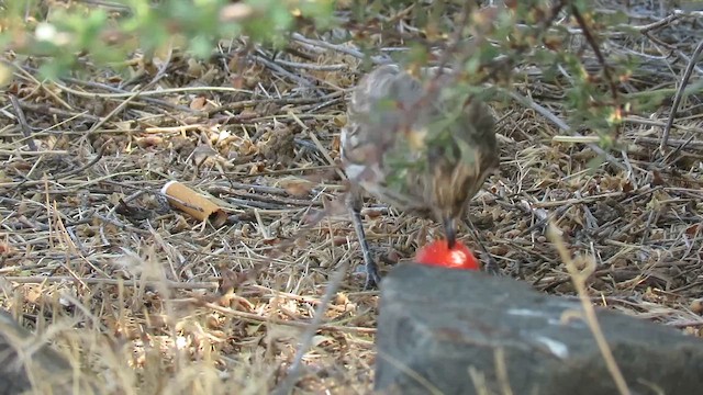 Sage Thrasher - ML659580926