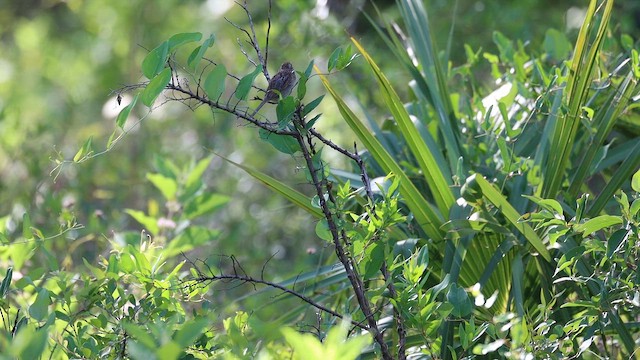 Bachman's Sparrow - ML659581220