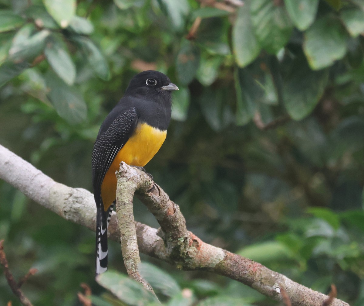 Gartered Violaceous Trogon - ML659581277