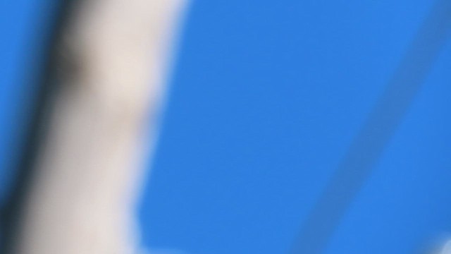 Northern Mockingbird - ML659581292