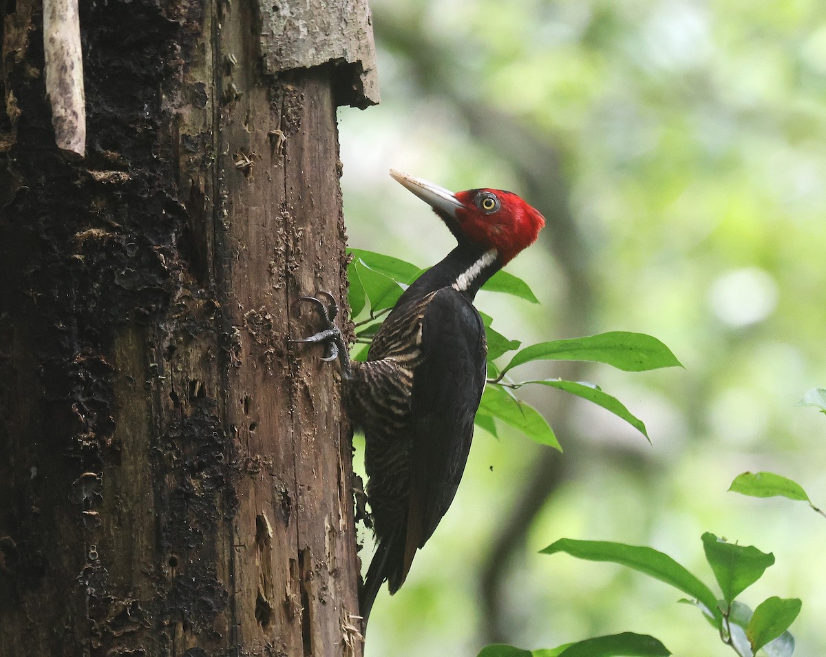 Pale-billed Woodpecker - ML659581331