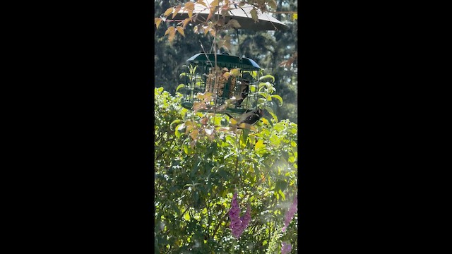 Downy Woodpecker - ML659581574