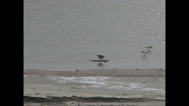 Black Turnstone - ML659581935