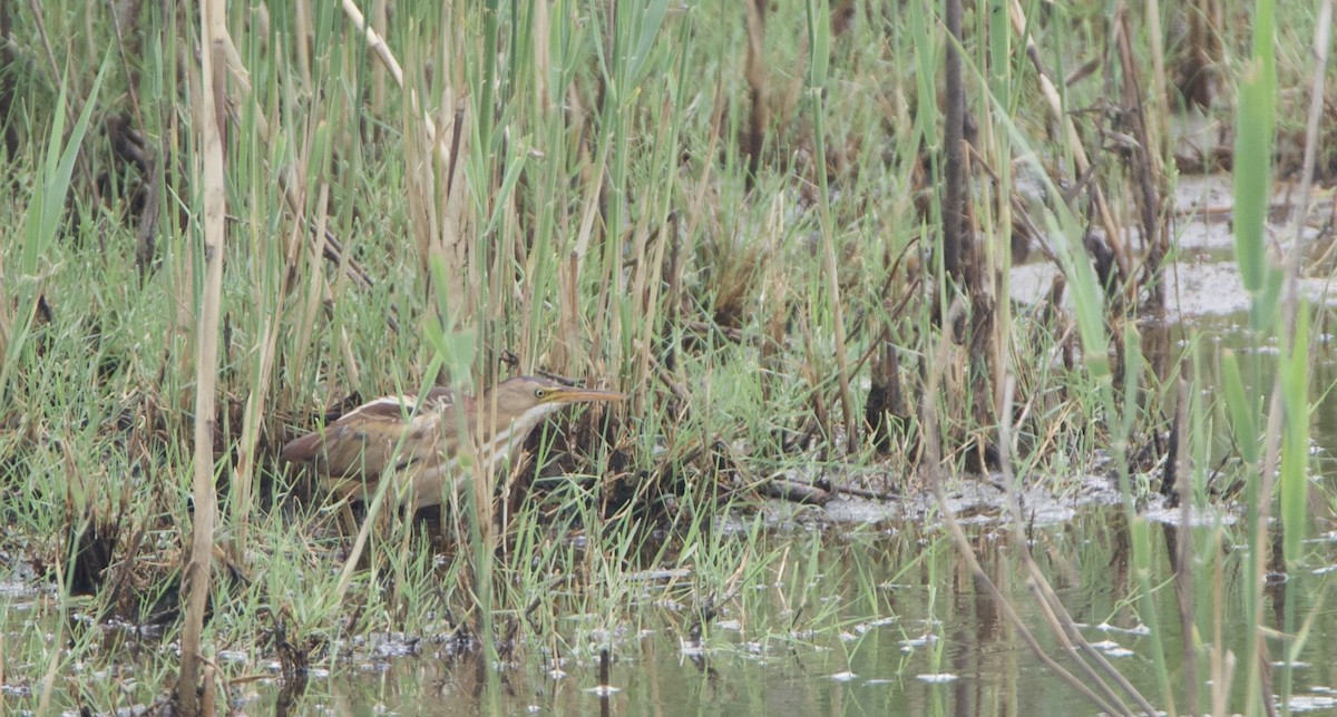 Least Bittern - ML659582042