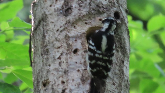 Downy Woodpecker - ML659582049