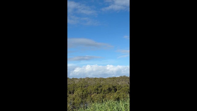 bird sp. - ML659582383