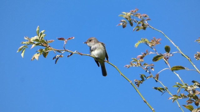 Willow Flycatcher - ML659582447
