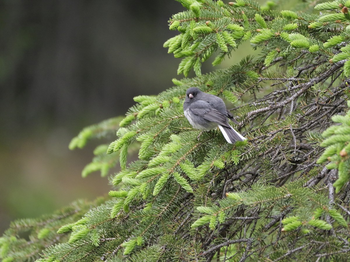 Dark-eyed Junco - ML659582457