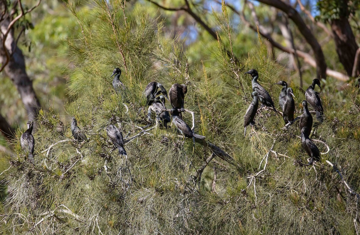 Little Black Cormorant - ML659582463
