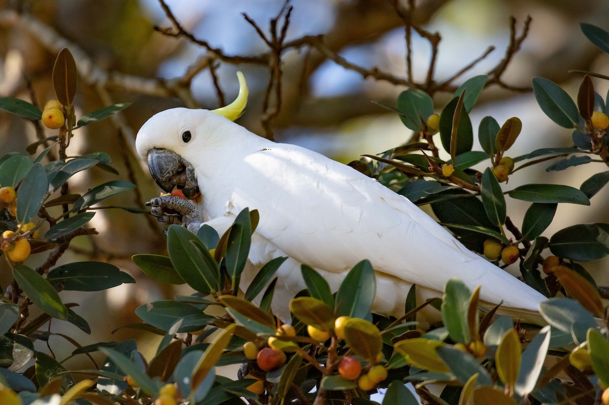 Sulphur-crested Cockatoo - ML659582469