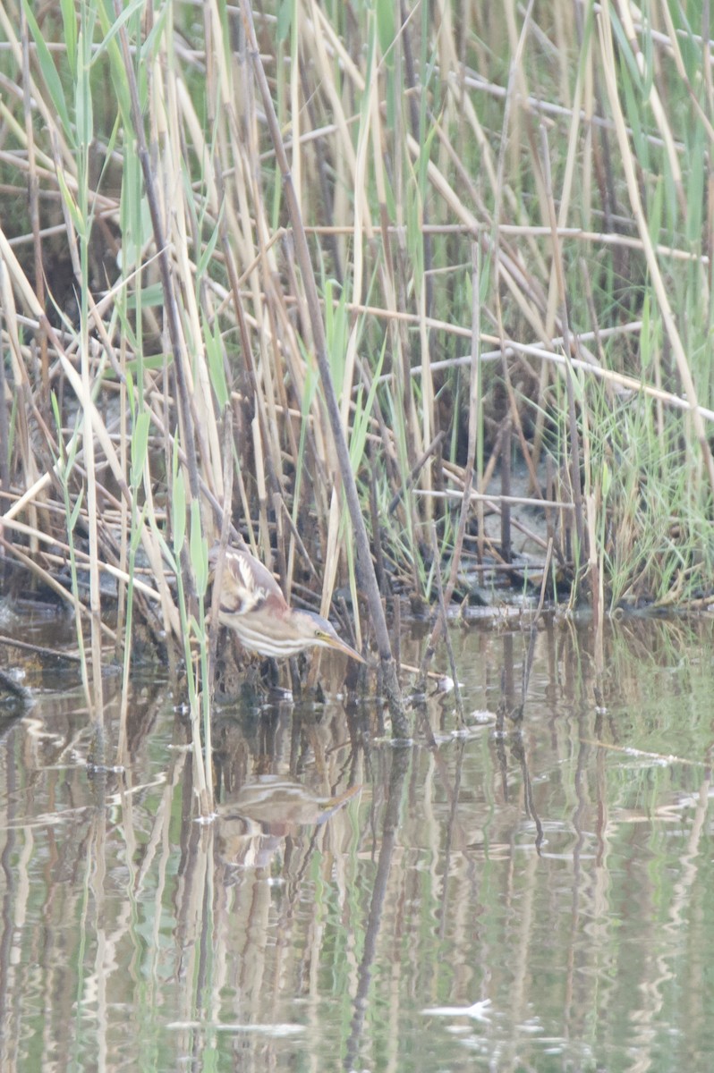 Least Bittern - ML659582484