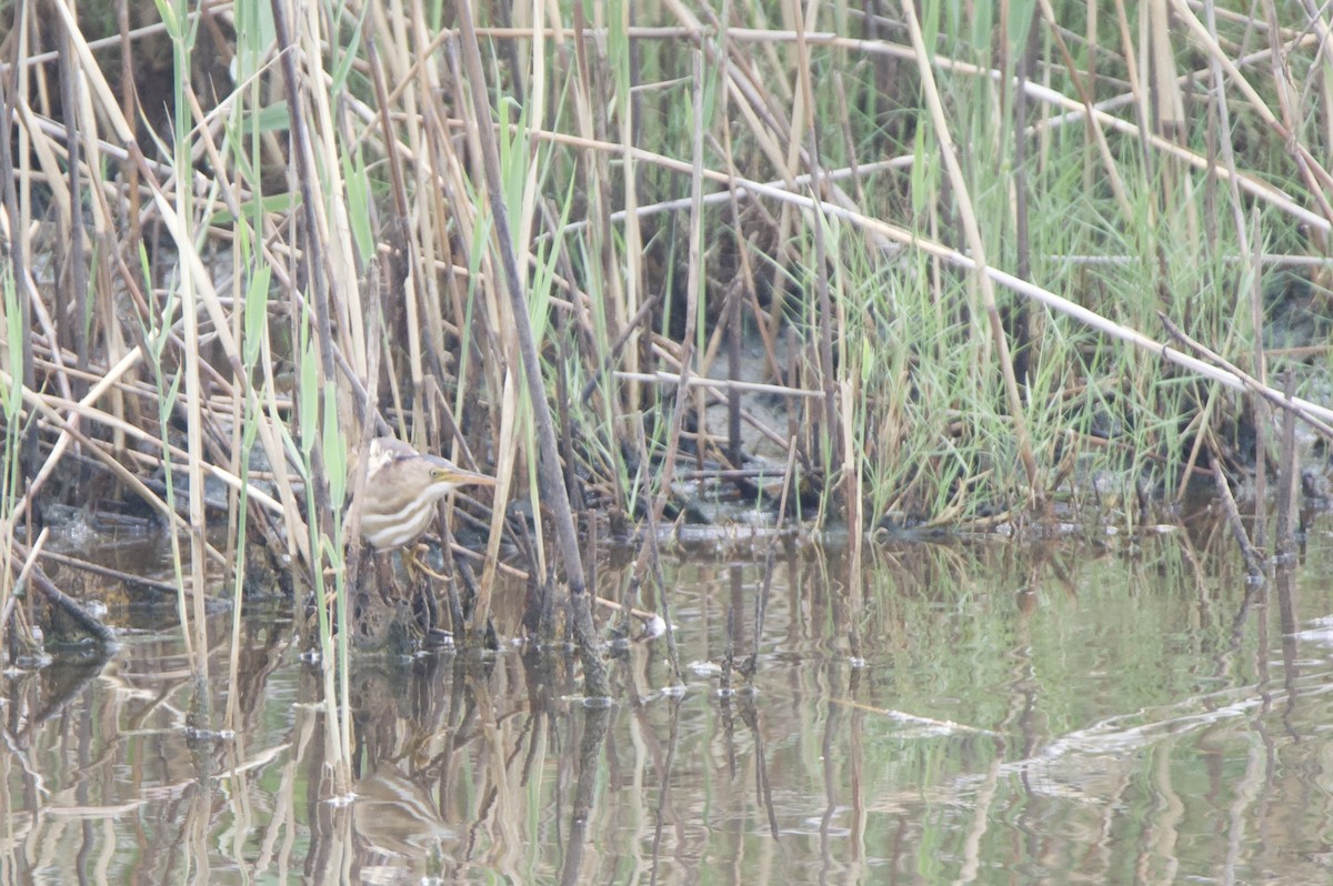 Least Bittern - ML659582487